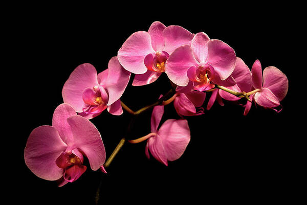 Michigan Fine Art Photographer Art Print featuring the photograph Pink Orchids 3 by Onyonet Photo studios