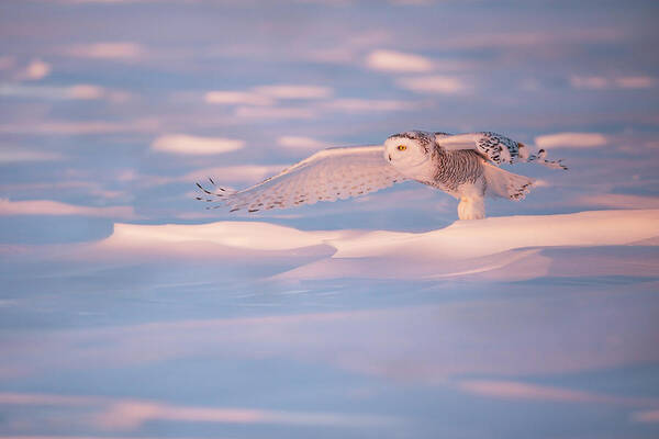 Snow Art Print featuring the photograph Pink Owl by Marco Pozzi