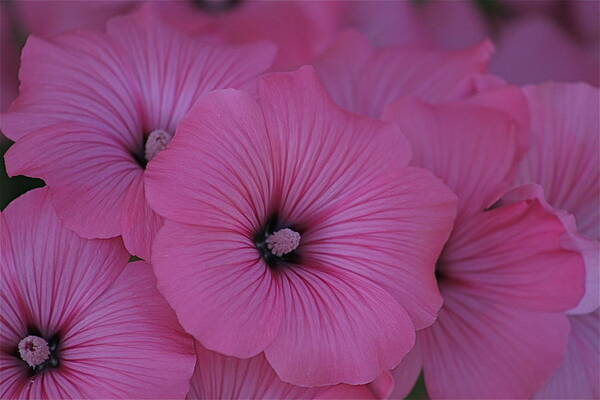 Summer Art Print featuring the photograph Pink Petunia by Alicia Kent