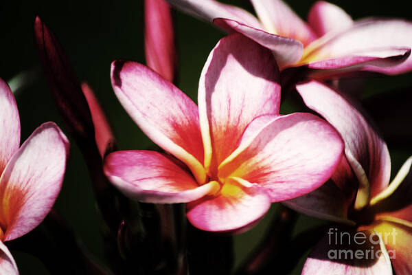 Plumeria Art Print featuring the photograph Pink Plumeria by Angela DeFrias