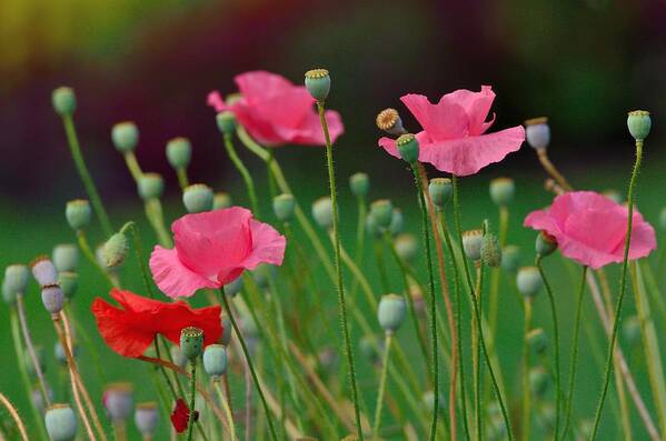 Poppy Art Print featuring the photograph Pink Poppies by Kathy King