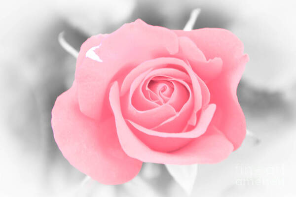 Love Art Print featuring the photograph Pink Rose by Amanda Mohler