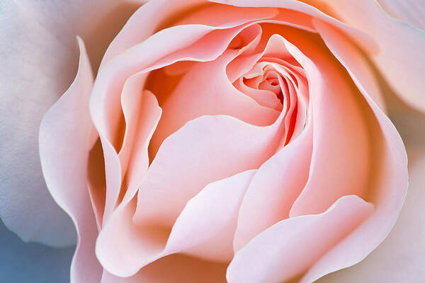 Peaceful Art Print featuring the photograph Pink Rose by Dean Pennala