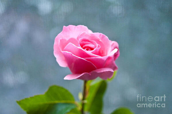 Pink Rose Art Print featuring the photograph Pink Rose by Steven Dunn
