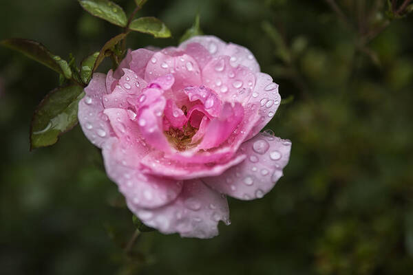 Rose Art Print featuring the photograph Pink Rose with Raindrops by Belinda Greb