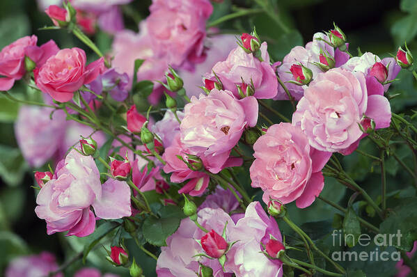Pink Roses Art Print featuring the photograph Pink Roses by Sharon Talson