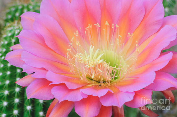 Cactus Bloom Art Print featuring the photograph Pink Saucer by Tamara Becker