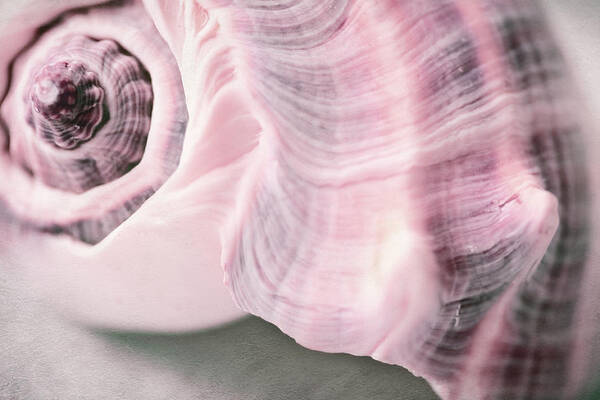 Pink Art Print featuring the photograph Pink Sea Shell by Bonnie Bruno