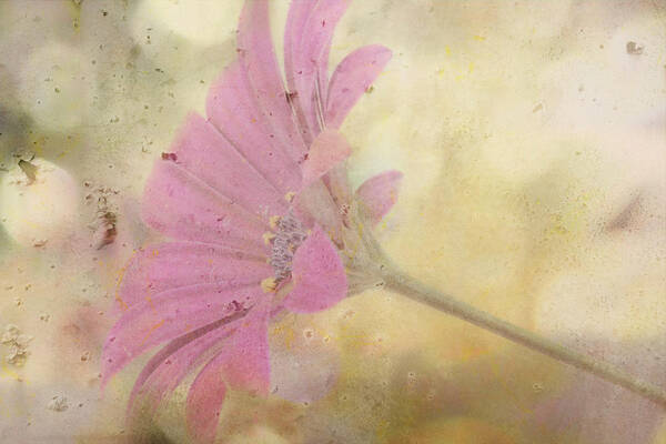 Pink Textured Gazania Art Print featuring the photograph Pink Textured Gazania by Sandra Foster