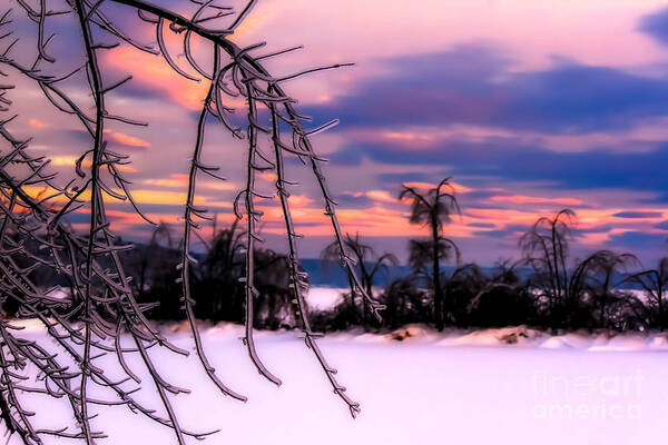 Pink Art Print featuring the photograph Pink Winter Ice by Brenda Giasson
