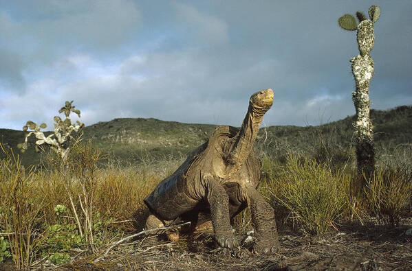 Feb0514 Art Print featuring the photograph Pinzon Island Tortoise Galapagos Islands by Tui De Roy