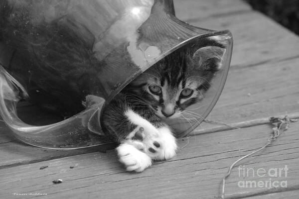 Pitcher Art Print featuring the photograph Pitcher Kitten by Tannis Baldwin