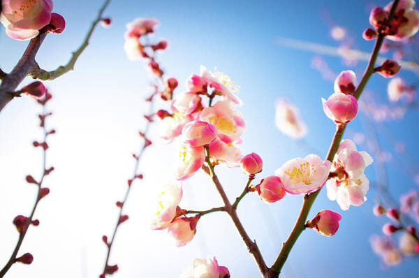 Clear Sky Art Print featuring the photograph Plum Blossoms by Marser