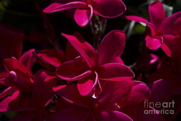 Plumeria Rubra Art Print featuring the photograph Plumeria rubra by Sharon Mau