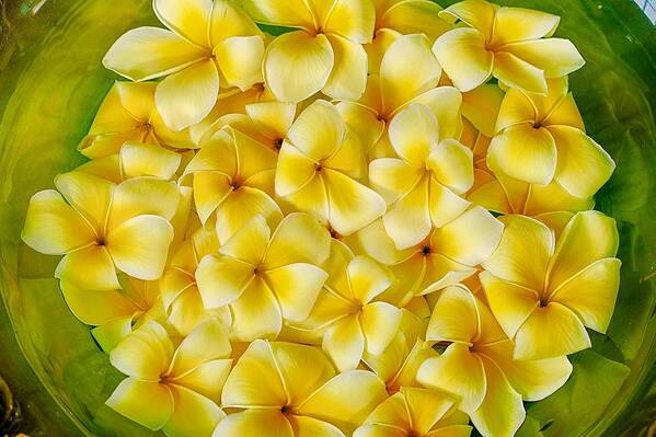 Flower Of The Day Art Print featuring the photograph Plumerias in Bowl by Jade Moon