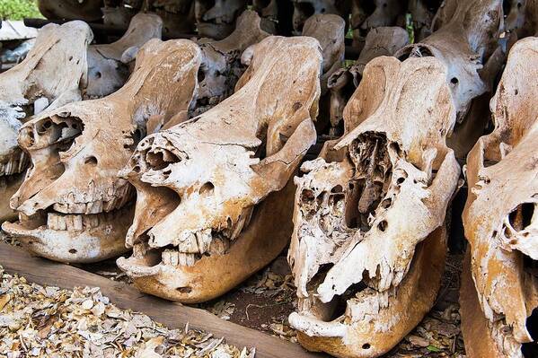 Rhinoceros Art Print featuring the photograph Poached Rhino Skulls Display by Peter Chadwick