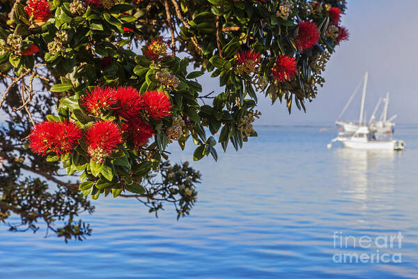 Bay Of Islands Art Print featuring the photograph Pohutukawa by Colin and Linda McKie