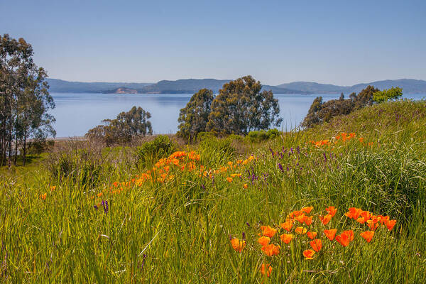 Landscape Art Print featuring the photograph Point Pinole Poppies by Marc Crumpler