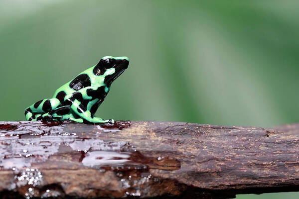 Black Color Art Print featuring the photograph Poison Dart Frog by Mlorenzphotography