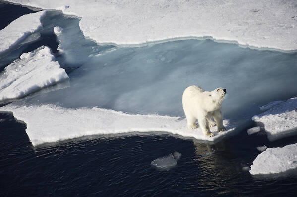 Ice Art Print featuring the photograph Polar Bear On Melting Sea Ice, High by Paul Miles