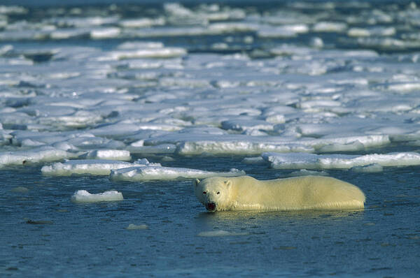Feb0514 Art Print featuring the photograph Polar Bear Wading Along Ice Floe by Konrad Wothe