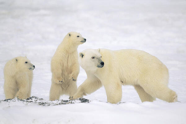 Feb0514 Art Print featuring the photograph Polar Bear With Two Cubs Churchill by Konrad Wothe