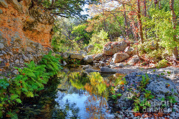 Hint Of Fall Art Print featuring the photograph Pond at lost Maples by Savannah Gibbs