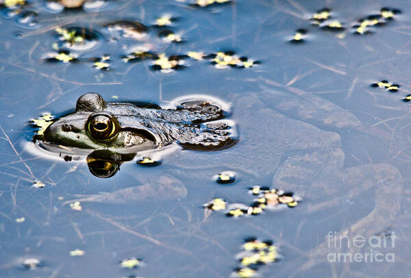 Frog Art Print featuring the photograph Pond Dweller by Cheryl Baxter