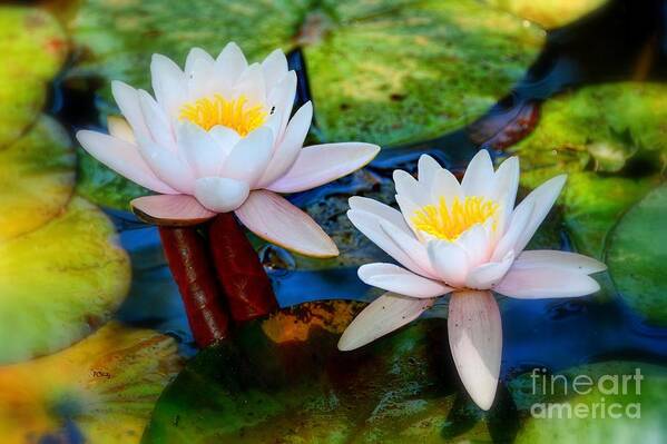 Pond Lily Art Print featuring the photograph Pond Lily by Patrick Witz
