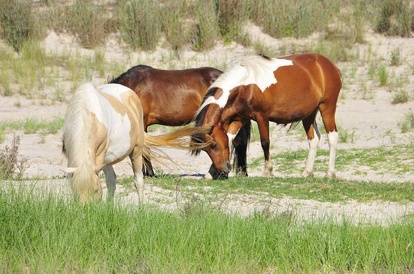 Ponies Art Print featuring the photograph Ponies Of Assategue by Dan Myers