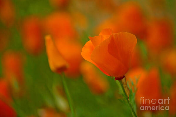 California Art Print featuring the photograph Poppy Art by Nick Boren