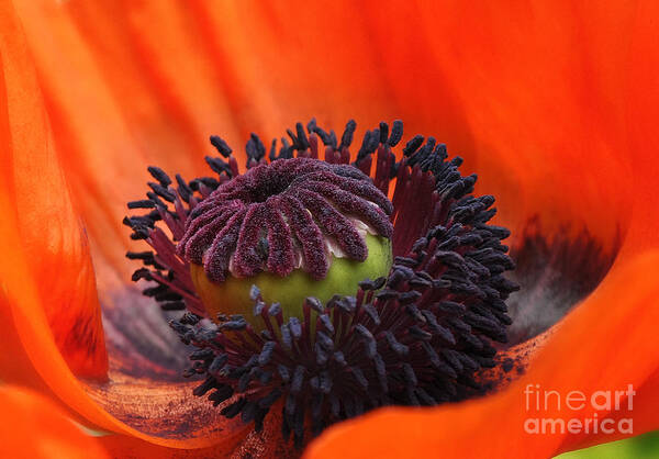 Poppy Art Print featuring the photograph Poppy Center by Elaine Manley