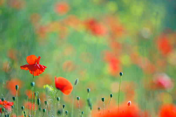 Bokeh Art Print featuring the photograph Poppy Party - Field of Corn Poppies by Roeselien Raimond