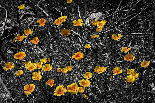 Arizona Art Print featuring the photograph Poppyflies by Mark Myhaver