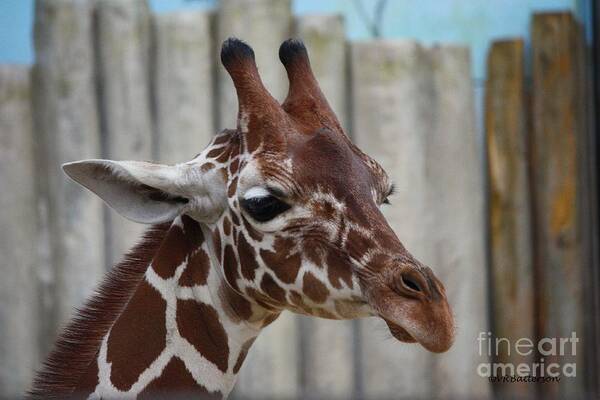 Zoo Art Print featuring the photograph Portrait of a Giraffe by Veronica Batterson