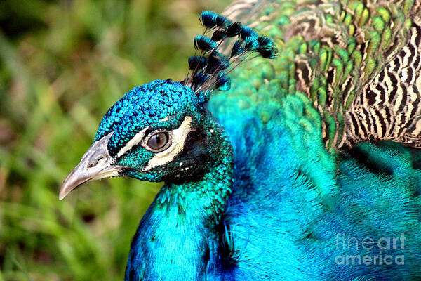 Peacock Portrait Art Print featuring the photograph Portrait Of A Peacock by Kathy White
