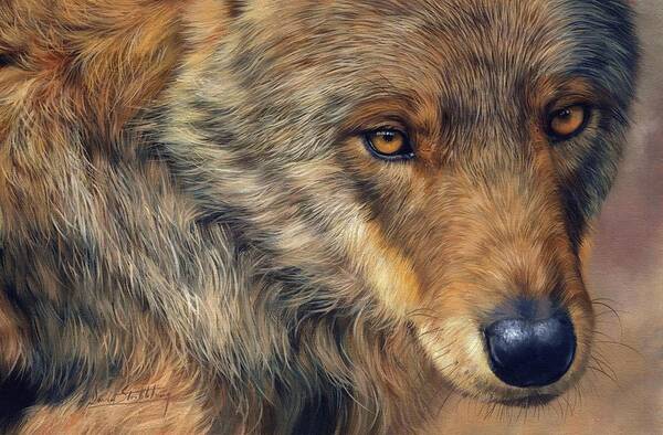 Wolf Art Print featuring the painting Portrait of a Wolf by David Stribbling