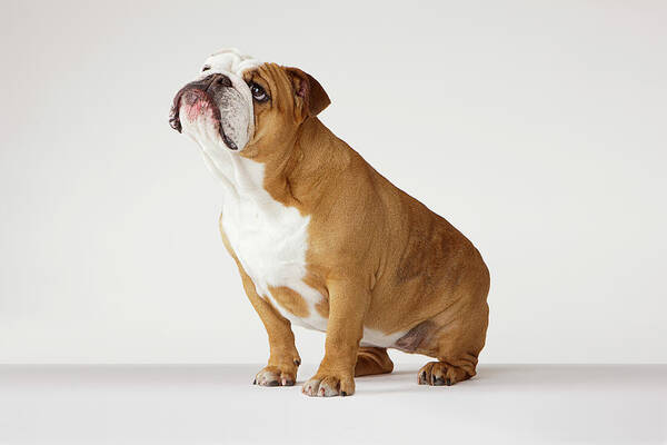Frustration Art Print featuring the photograph Portrait Of British Bulldog by Compassionate Eye Foundation/david Leahy