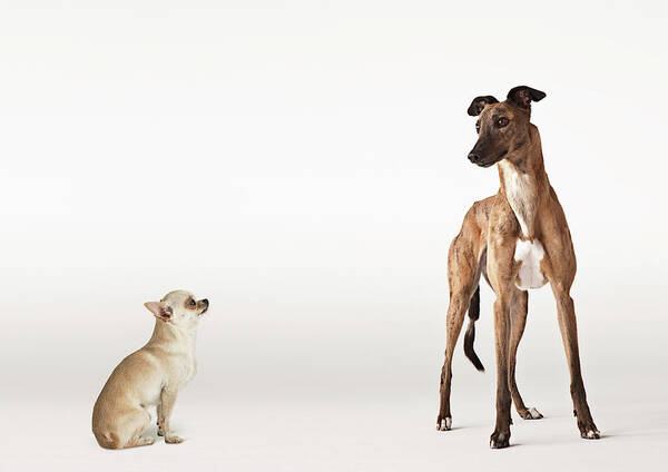 Pets Art Print featuring the photograph Portrait Of Chihuahua And Greyhound by Compassionate Eye Foundation/david Leahy