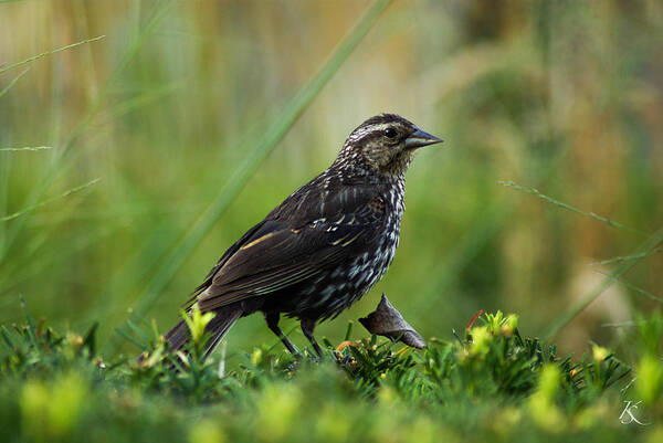 Bird Art Print featuring the photograph Posing Bird by Kelly Smith