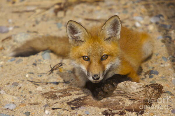 Fox Art Print featuring the photograph Posing Fox Pup by Amazing Jules
