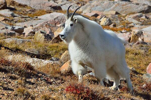 Mountain Art Print featuring the photograph Posing Mountain Goat by Tranquil Light Photography