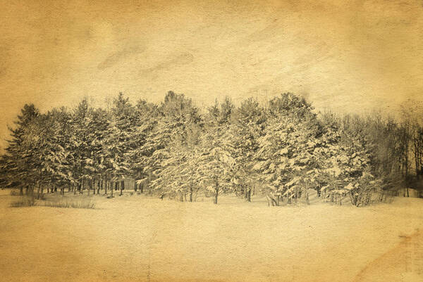 Postcard. Winter. Vintage Winter Scene. Landscape. Snow. Pine Trees. Covered Snow Pine Trees. Photography. Prints. Texture. Canvas. Greeting Card. Poster. Wildlife. Nature. Golden Tones. Art Print featuring the photograph Postcard Winter by Mary Timman