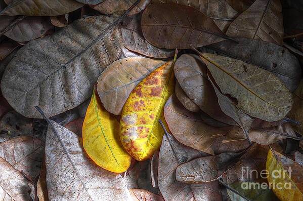 Michelle Meenawong Art Print featuring the photograph Pot-pourri by Michelle Meenawong