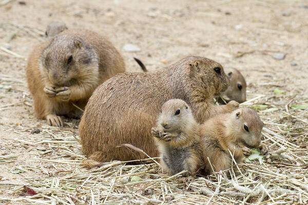 Prairie Dogs Art Print featuring the photograph Prairie Dog Picnic by Chris Scroggins