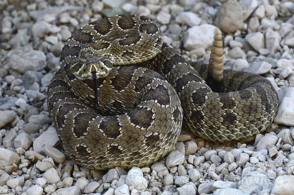 Rattlesnake Art Print featuring the photograph Prairie Rattlesnake South Dakota Badlands by Bob Christopher