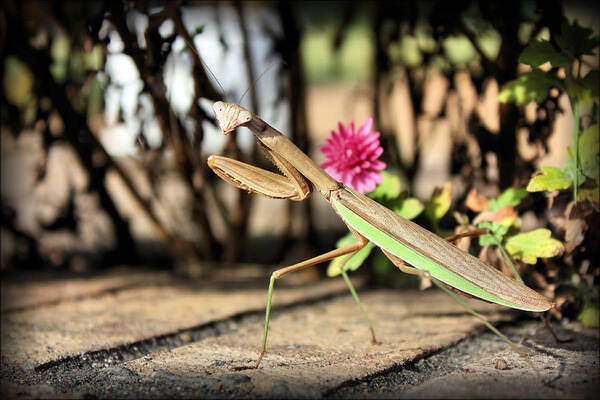 Praying Mantis Art Print featuring the photograph Praying Mantis by Kristin Elmquist