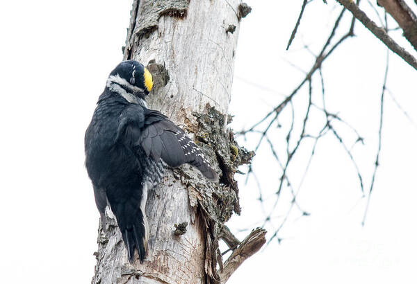 Black-backed Woodpecker Art Print featuring the photograph Preening Black-backed by Cheryl Baxter