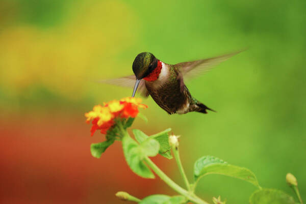 Hummingbird Art Print featuring the photograph Pretty As A Picture by Lori Tambakis
