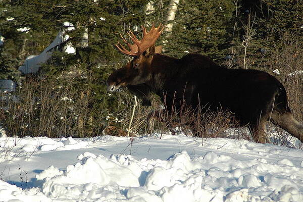 Bull Moose Art Print featuring the photograph Pretty Bull by Sandra Updyke